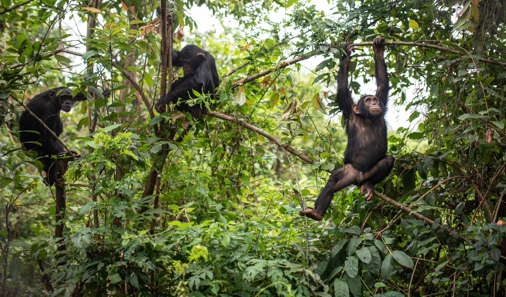 Een familie chimpansees in het Lwiro Primates Rehabilitation Centre, gelegen in de provincie Zuid-Kivu in het oosten van de Democratische Republiek Congo. Afbeelding met dank aan Itsaso Vélez del Burgo, Guinee/Lwiro Primates Rehabilitation Centre.