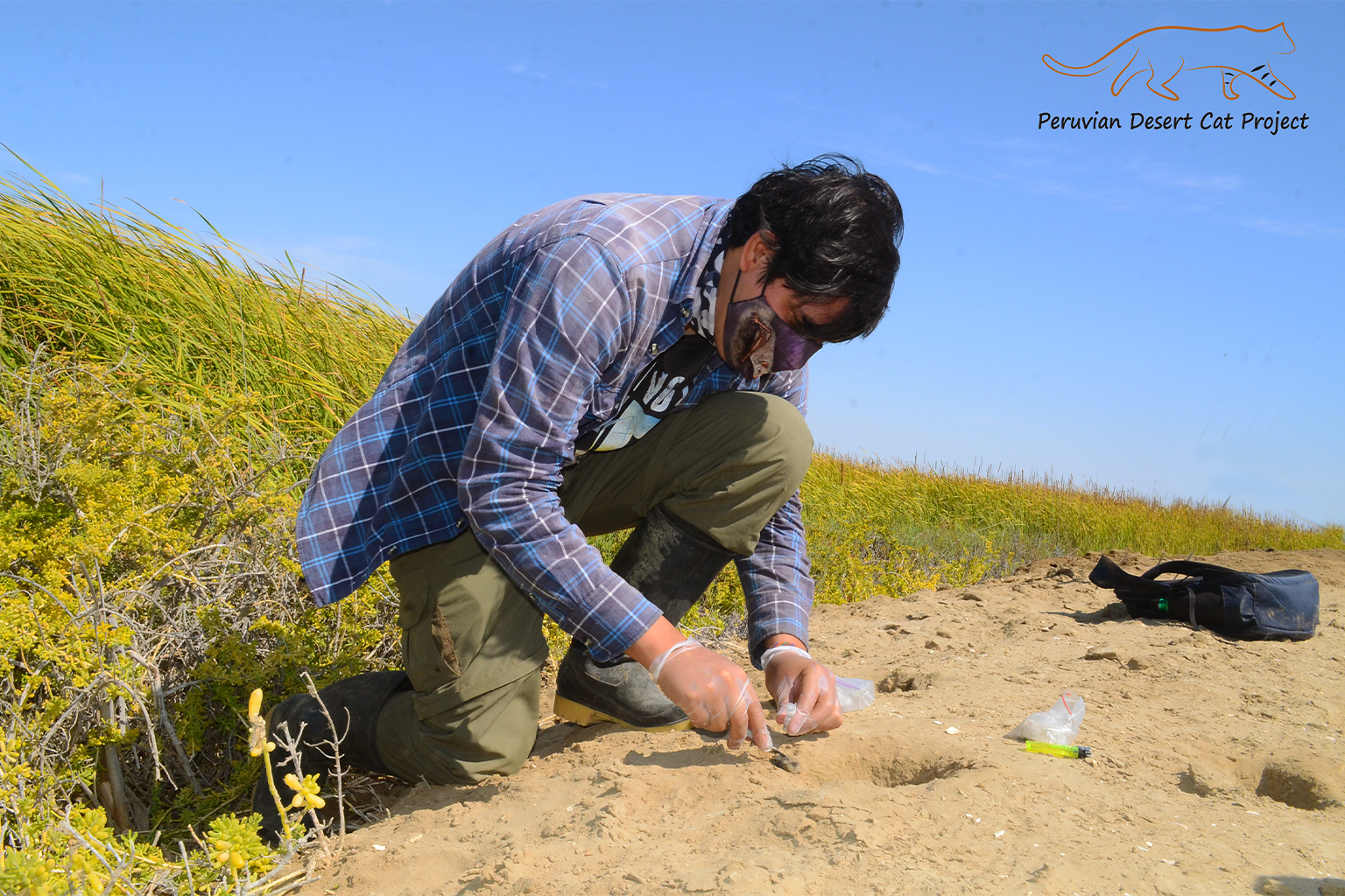 Natuurbeschermers verzamelen kattenuitwerpselen in de woestijnpampa's, of uitwerpselen, om een ​​genetische analyse uit te voeren van de mangrove-geacclimatiseerde bevolking. Afbeelding met dank aan het Peruvian Desert Cat Project.