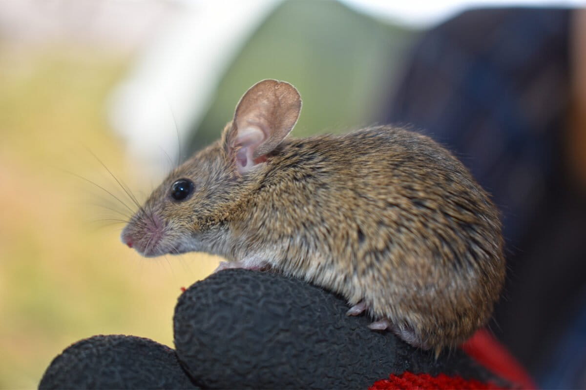 Een huismuis (Mus musculus), een niet-inheems knaagdier waar natuurbeschermers zich zorgen over maken, kan zich vermenigvuldigen als de mangrovepopulatie op de pampakatten verder afneemt of verdwijnt. Een explosie van het aantal huismuizen zou het mangrove-ecosysteem kunnen destabiliseren en mogelijk ziekten verspreiden onder dieren in het wild en mensen. Afbeelding met dank aan het Peruvian Desert Cat Project.