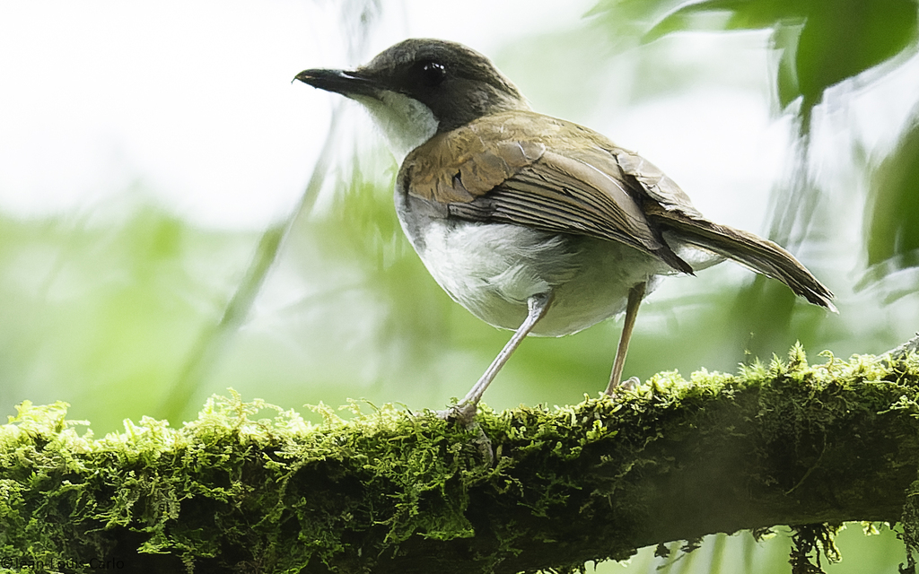 De witborstalethe (Chamaetylas Fuelleborni) is een van de vele soorten die zijn teruggekeerd naar Kimboza, dankzij restauratie-inspanningen waarbij leden van de lokale gemeenschap betrokken waren. Afbeelding © Zein et Carlo via iNaturalist (CC BY-NC 4.0).