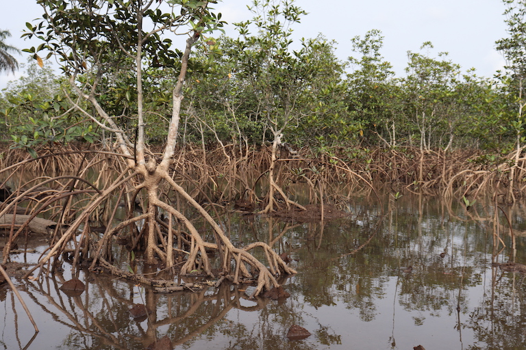 Mangrovebomen ademen door de poriën van hun amfibische wortels; maar een laagje olie kan deze poriën verstoppen, waardoor de boom effectief verstikt. Afbeelding door Orji Sunday voor Mongabay.
