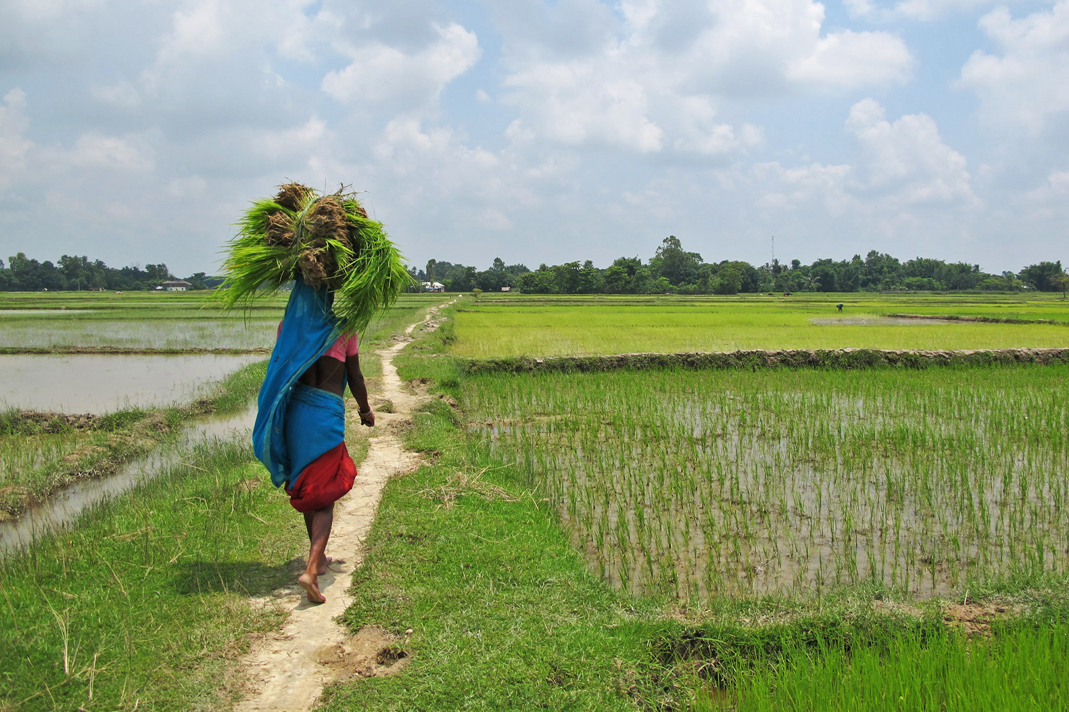 Een boer loopt in een rijstveld in Saptari, Madhesh. Afbeelding door The Advocacy Project via Flickr (CC BY-NC-SA 2.0).