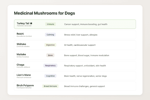 Vergelijkingstabel van zeven medicinale paddenstoelen voor honden die de voordelen van immuunondersteuning voor de cognitieve gezondheid laten zien