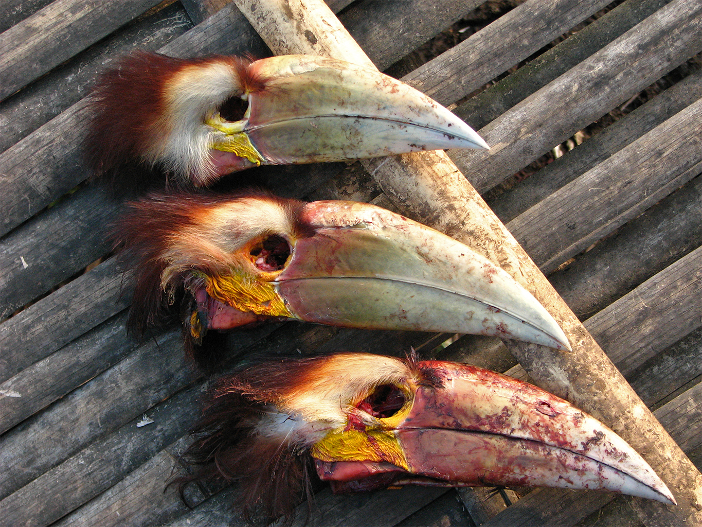 Gedroogde neushoornvogelkoppen, zoals deze, zijn wereldwijd in trek als decoratie. De handel eist zijn tol van de vogels en zorgt voor een daling van hun aantal. Afbeelding door Rohit Naniwadekar