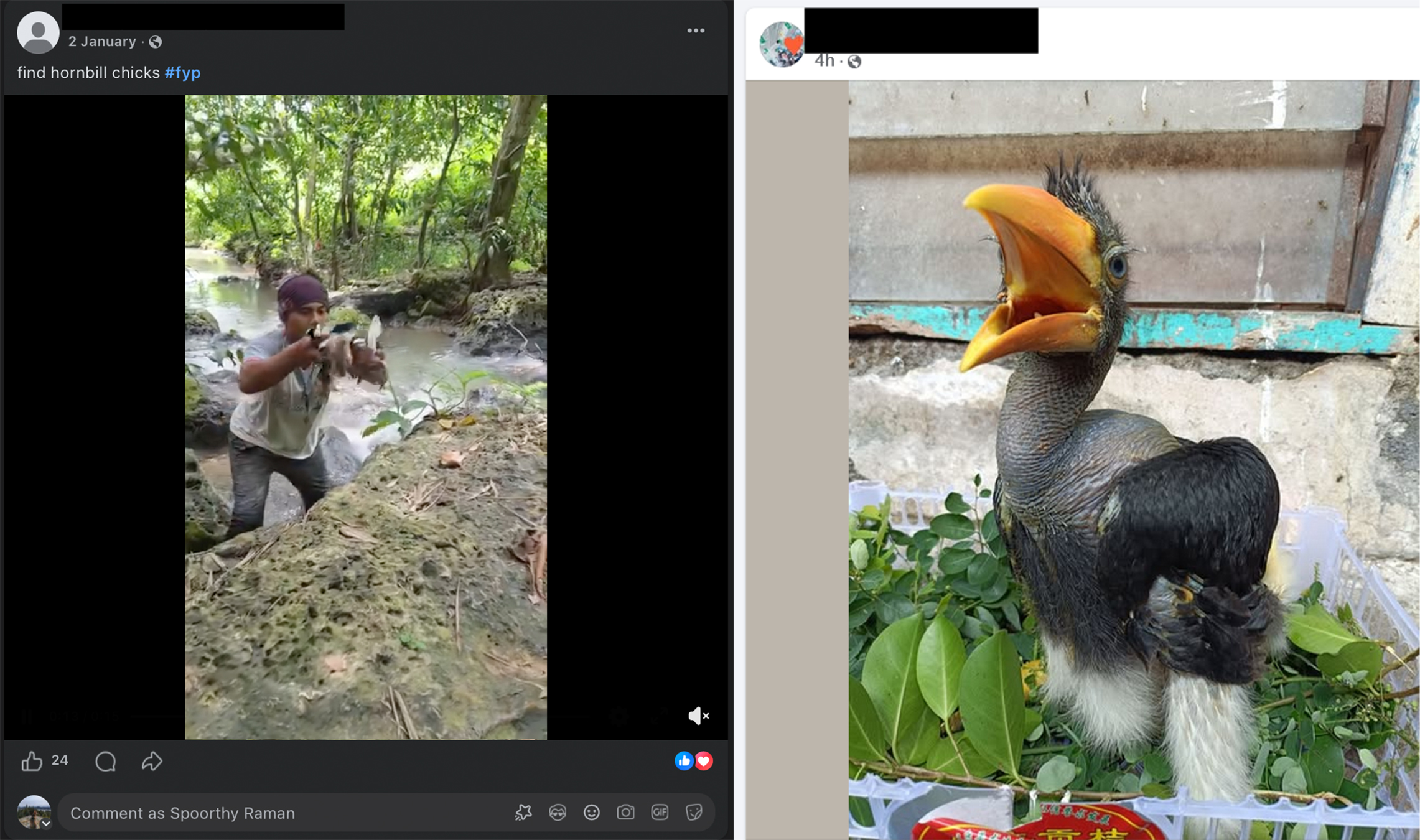 Een screenshot van een video op Facebook waarin te zien is hoe neushoornvogelkuikens uit het nest worden geplunderd en een ander kuiken te koop wordt aangeboden.