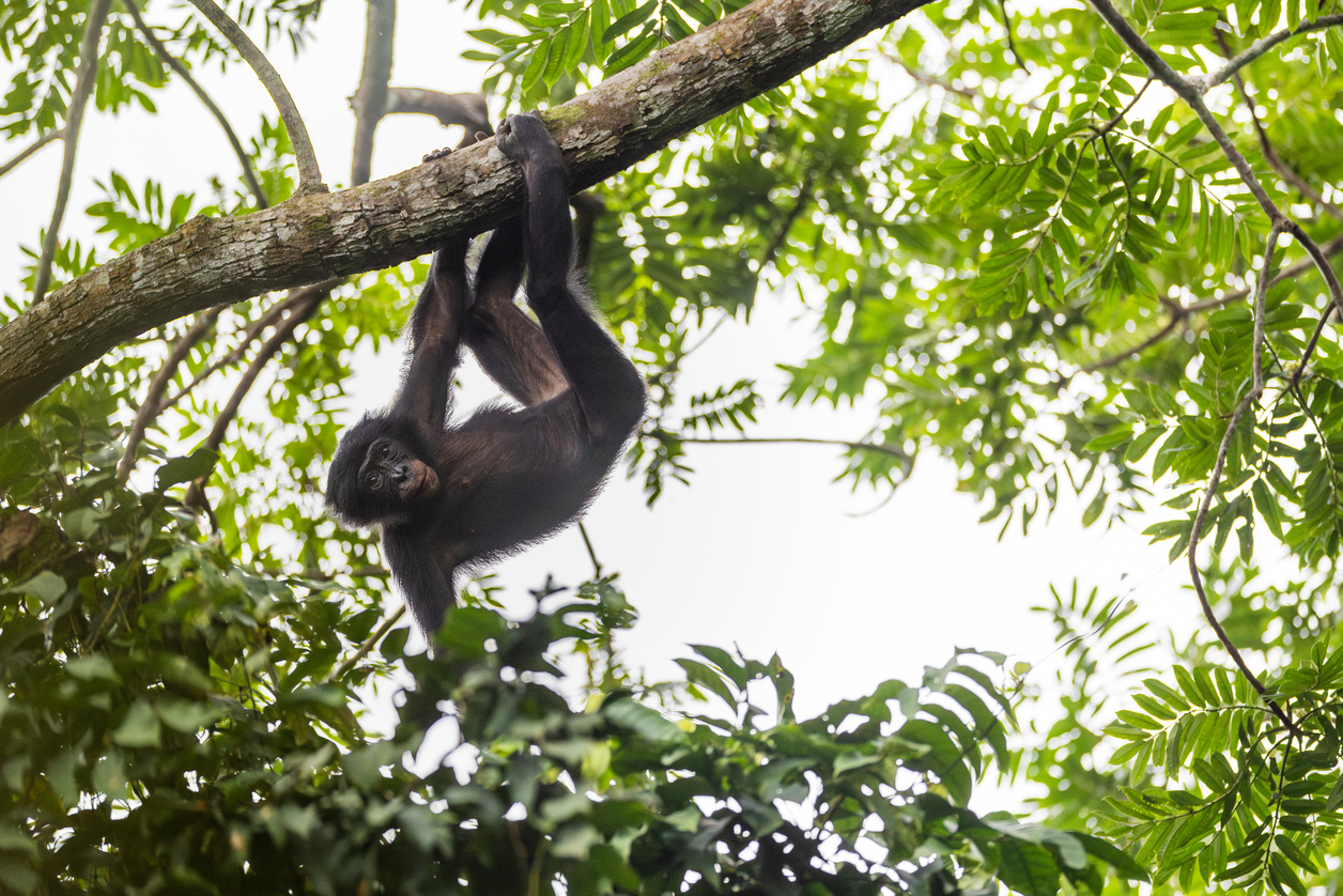 Onderzoekers in Salonga National Park verzamelen gedrags- en ecologische gegevens om bonobopopulaties beter te begrijpen en hun behoud op de lange termijn te ondersteunen. Foto door Alice Péretié / Chengeta Wildlife.