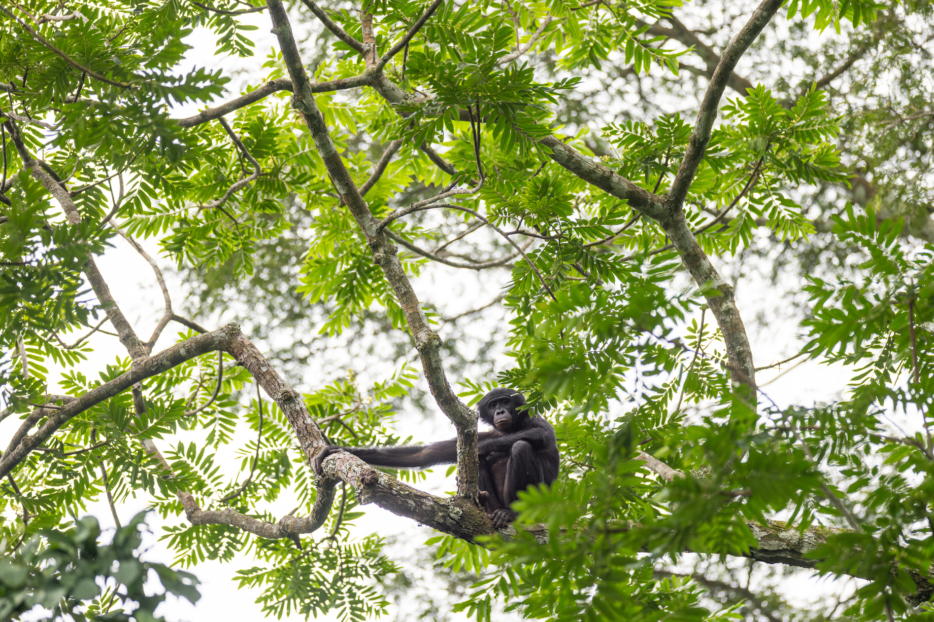 Sterke sociale banden zijn volgens wetenschappers een bepalend kenmerk van de bonobo-samenleving en spelen een centrale rol in de groepscohesie. Foto door Alice Péretié / Chengeta Wildlife.
