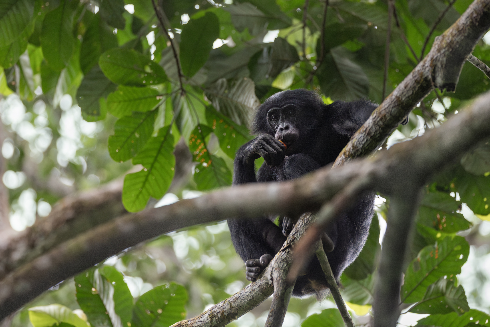 Een bonobo observeert zijn omgeving vanuit het bladerdak in het Salonga National Park. Het vertrouwen winnen van wilde bonobo's is een moeizaam proces dat al vóór zonsopgang begint en jaren kan duren. Foto door Alice Péretié / Chengeta Wildlife.