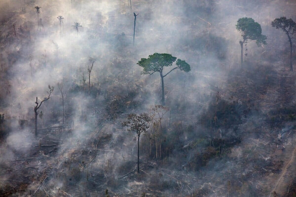 Greenpeace Brazilië voerde een luchtonderzoek uit in het Amazonegebied om ontbossing en bosbranden te monitoren. De vlucht documenteerde veeboerderijen, ontboste gebieden en vernietiging van het milieu. Influencers werden uitgenodigd om deel te nemen aan de enquête en zo de urgentie van de bescherming van het bos te versterken door hun ervaringen en reacties te delen.