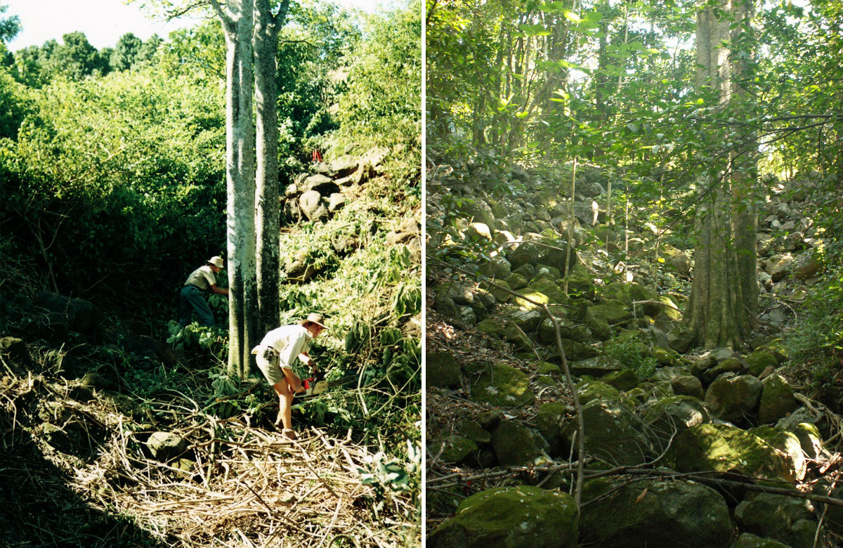 Fig. 1 (a) Regeneratoren aan het werk in Jephcotts Stinger Gulley, 1992. (b) Herstel van regenwoud op dezelfde plek in 2006, 14 jaar later. Foto's door Mark Dunphy.