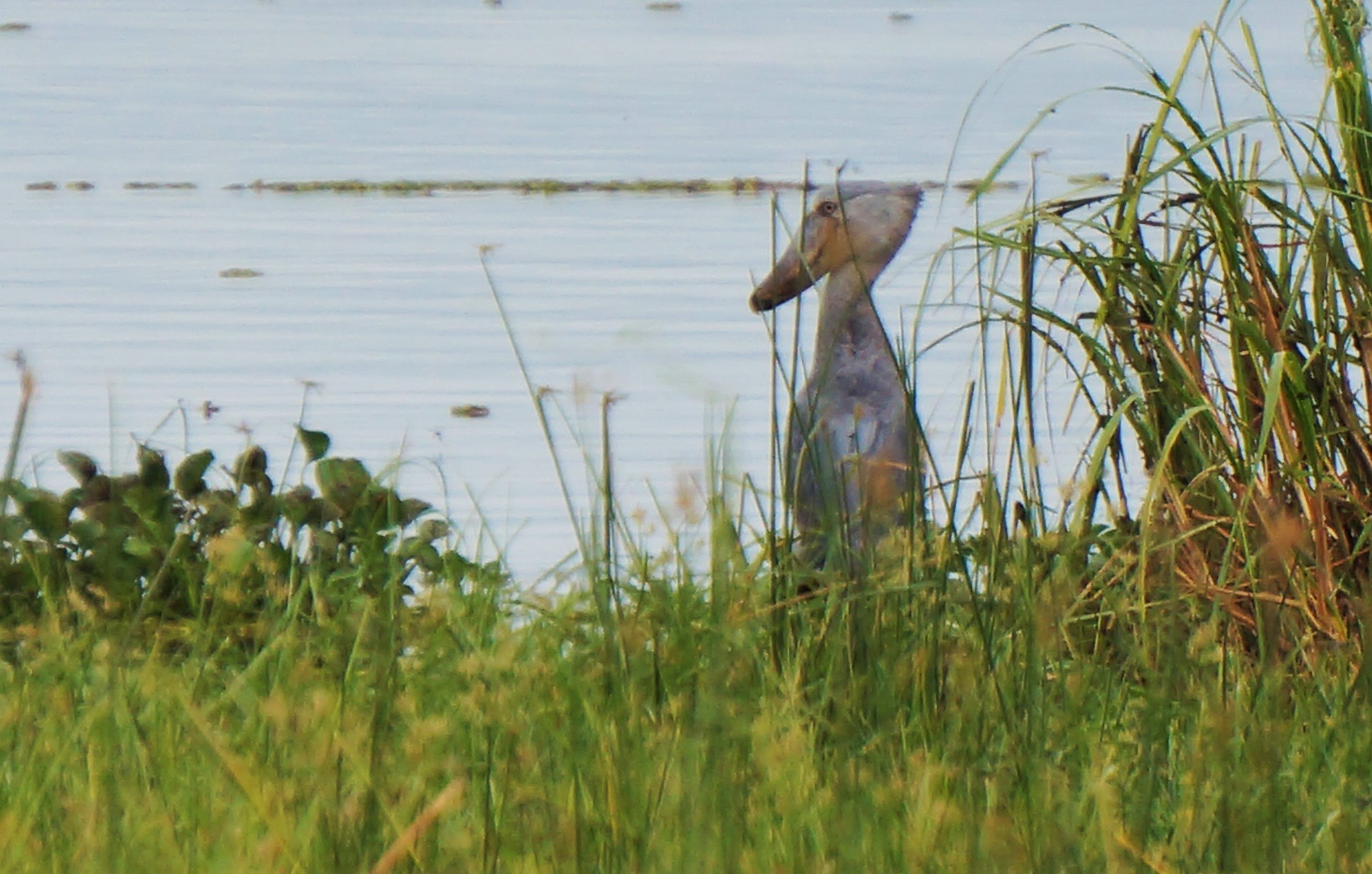 Schoenbekooievaar (Balaeniceps rex), Murchison Falls NP, Oeganda. Afbeelding door Kyla Marino via Flickr (CC BY 2.0).