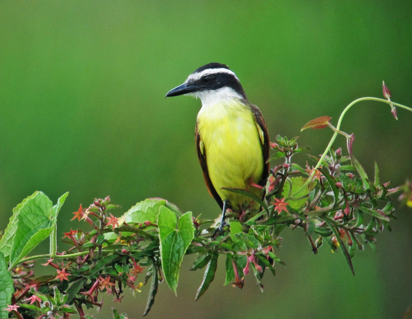 Een grote kiskadie (Pitangus sulphuratus), een van de weinige soorten die profiteert van geïntensiveerd açaí-beheer. Afbeelding door Félix Uribe via Wikimedia Commons (CC BY-SA 2.0).