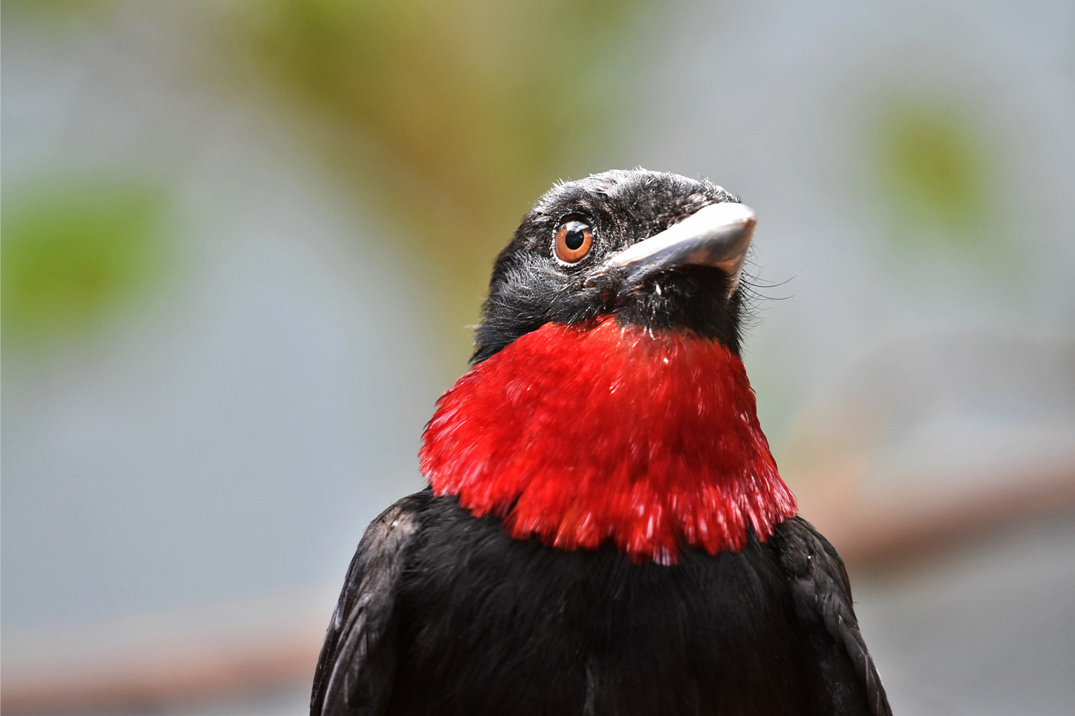 Een paarskeelfruitkraai (Querula purpurata), een van de grotere vogels die getroffen is door de geïntensiveerde açaí-teelt. Afbeelding door lwolfartist via Wikimedia Commons (CC BY 2.0).