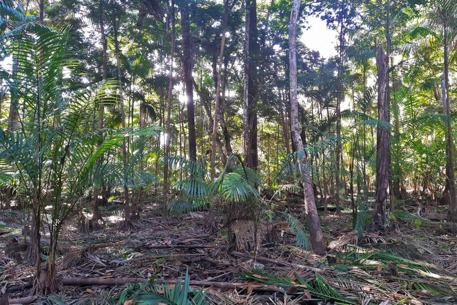 Açaí-plantage omgeven door enkele andere inheemse plantensoorten in Igarapé-Miri, in de staat Pará. Afbeelding met dank aan Raphael Nunes.