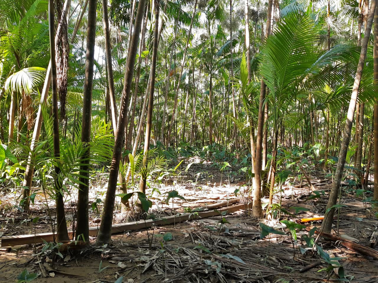Açaí-monocultuur, zonder andere boomsoorten in het gebied, op het eiland Combú, Belém, in de staat Pará. Afbeelding met dank aan Raphael Nunes.