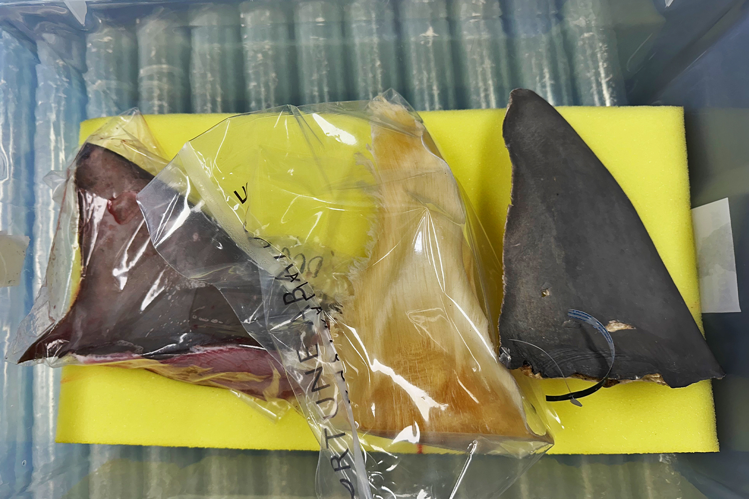 (L naar R): Een verse vin van een stierhaai (Carcharhinus leucas), de gedroogde vin van een onbekende soort gekocht in Sydney en een gedroogde monstervin van het Australian Museum, oorspronkelijk in beslag genomen door visserijambtenaren in de Australische wateren. Ze zijn allemaal gebruikt in een onderzoek waarin het gebruik van AI-algoritmen en 3D-röntgenmachines werd getest om de handel in zeedieren te identificeren. Afbeelding met dank aan Vanessa Pirotta.