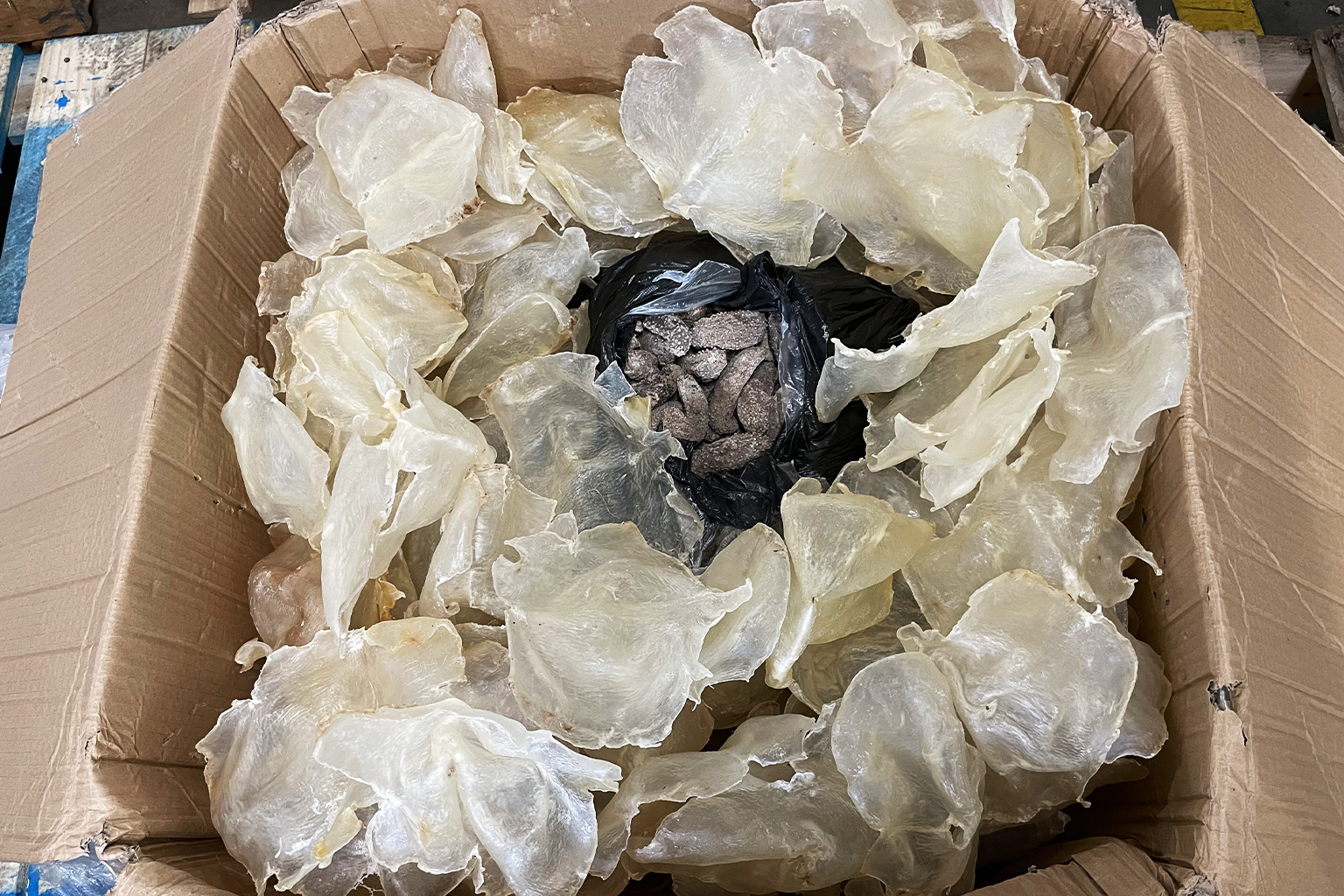 Zeekomkommers in een zwarte plastic zak, verborgen onder de viskrop in een doos. De handel in zeedieren is een groeiende mondiale business, gedreven door de vraag naar siervissen, luxe voedingsmiddelen en traditionele medicijnen. Afbeelding door Valerie Schneider/USFWS via Flickr (openbaar domein).