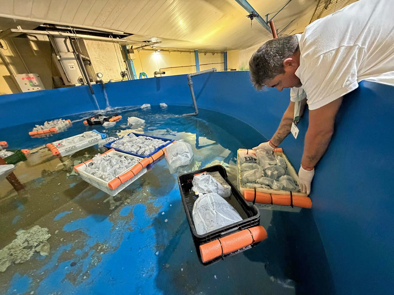 Fundación Temaikèn, een Argentijnse natuurbeschermingsorganisatie, heeft een noodeenheid opgezet om meer dan 700 overlevende vissen en ongewervelde zeedieren op te vangen die op 26 april op de luchthaven Ezeiza bij Buenos Aires in beslag zijn genomen. De verhandelde dieren arriveerden in kritieke toestand na een poging tot illegale overdracht voor verkoop als siersoort. Afbeelding met dank aan Fundación Temaikèn.
