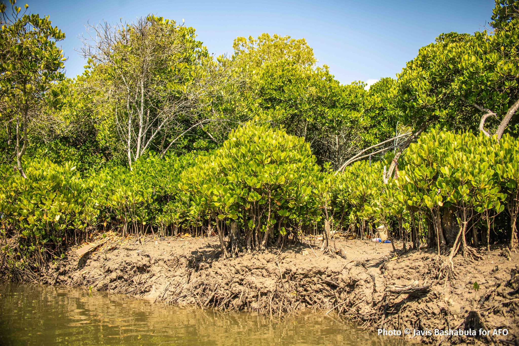 Mangrovebossen helpen de kustlijnen te beschermen, slaan koolstof op en bieden kraamkamers voor vissen. Afbeelding door Javis Bashabula/Action for Ocean.