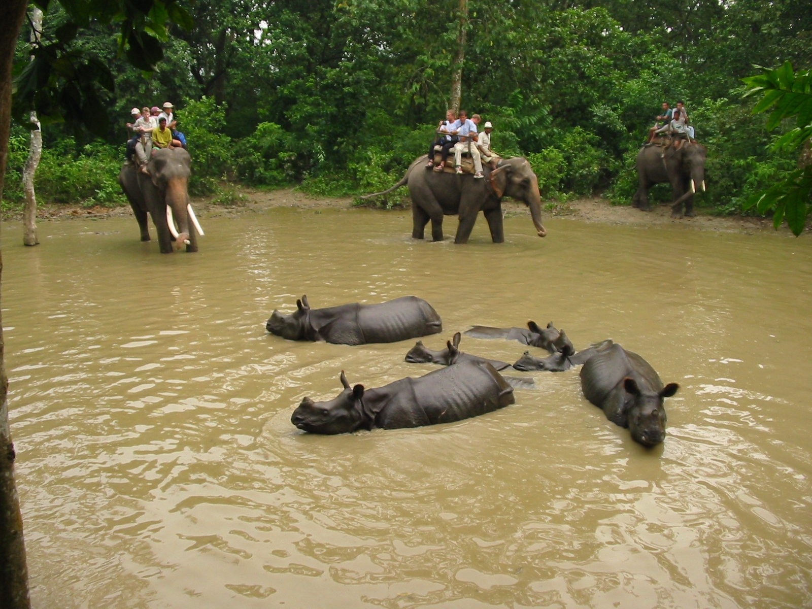 Neushoorns in het Chitwan Nationaal Park.