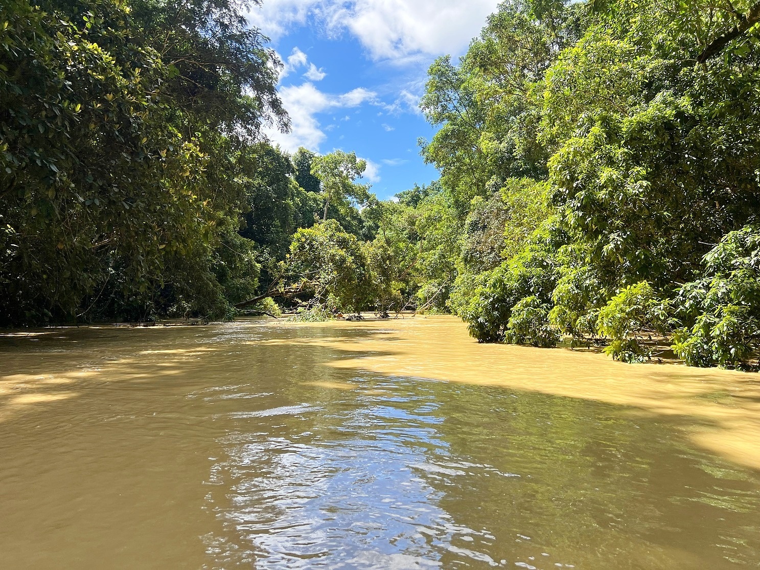 Waar de rivier als cappuccino stroomt: Het water in de Hana-rivier, die van oost naar west door het zuidelijke deel van Taï National Park stroomt, was ooit helder. Nu ligt het vol sediment van ambachtelijke mijnbouw buiten de grens van het park. Afbeelding door Ryan Truscott voor Mongabay.