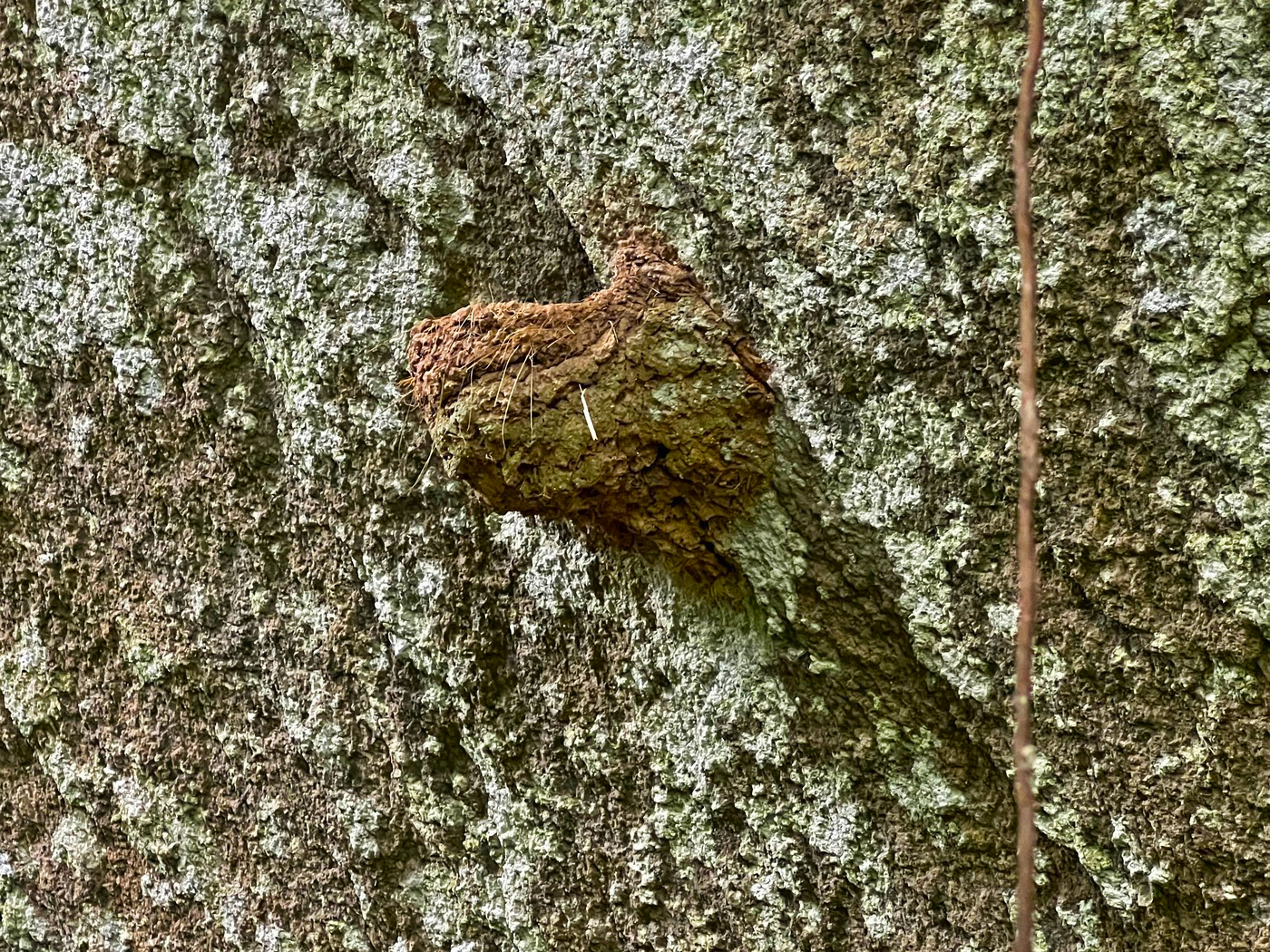 Het nest van de grijshalspicathartes – bijna onzichtbaar tegen de muur van de rotsachtige overhang – vertoont tekenen van recente reparaties, in de vorm van verse modder op de rand, voorafgaand aan het broedseizoen van dit seizoen. Afbeelding door Ryan Truscott.