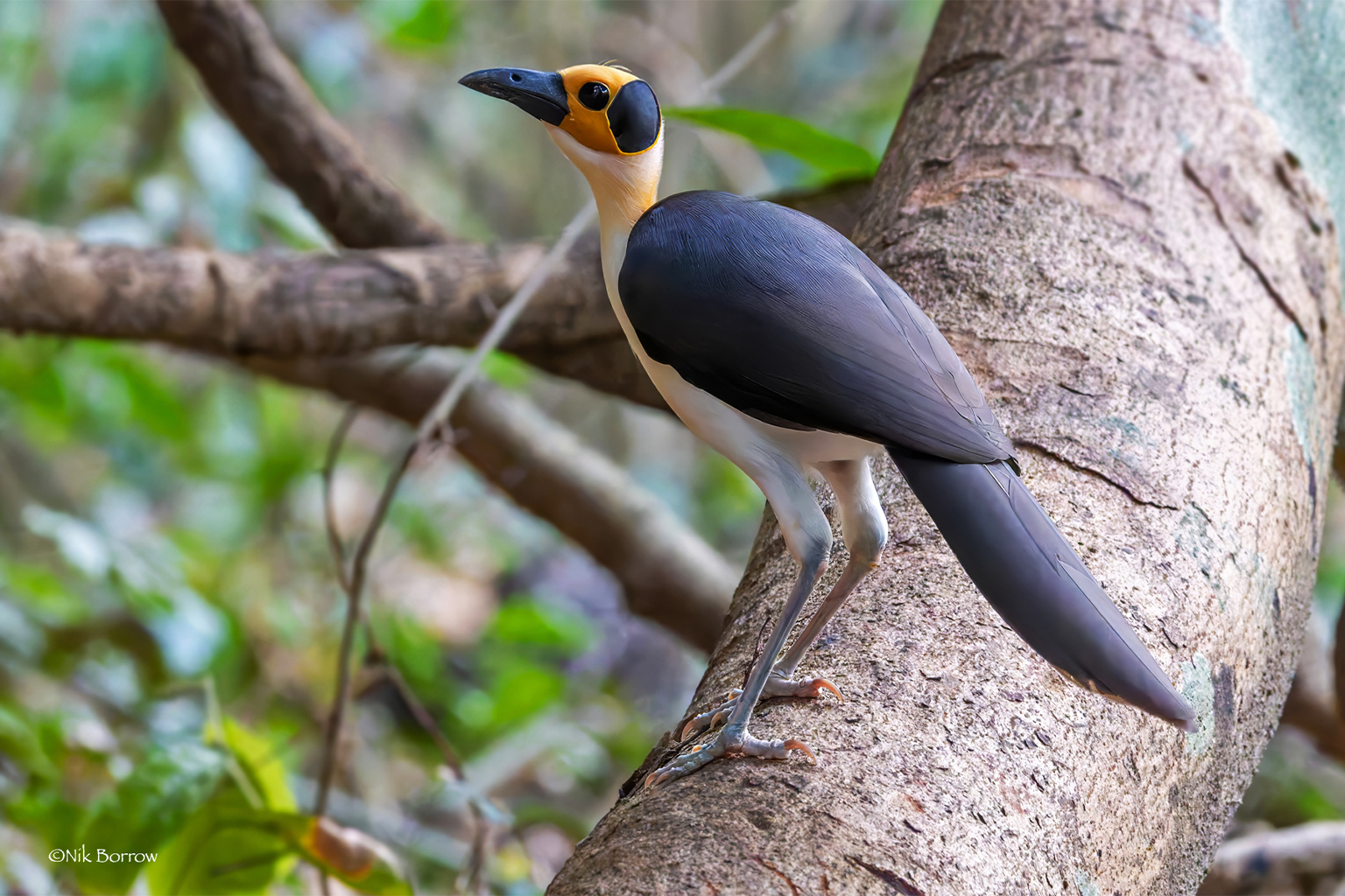 Een picathartes met witte hals (Picathartes gymnocephalus).