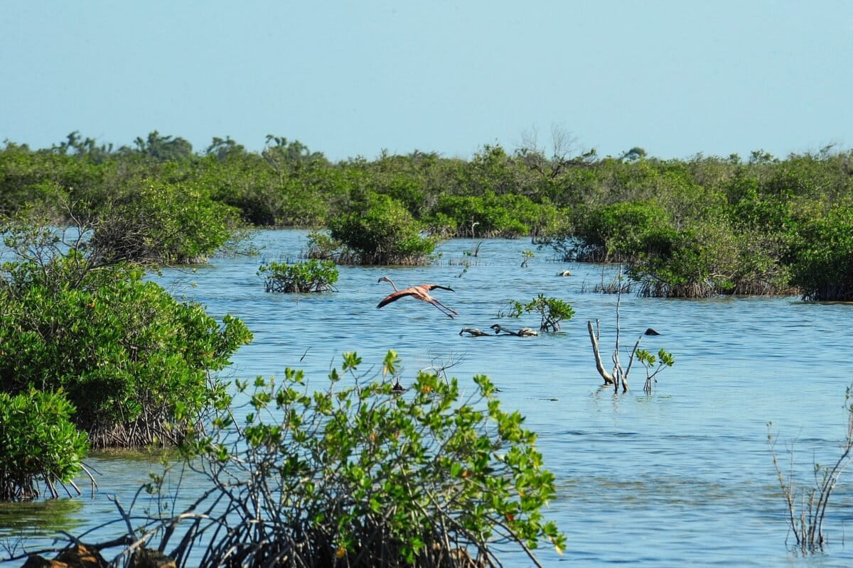 Een flamingo in een mangrove, Great Inagua, Bahama's.