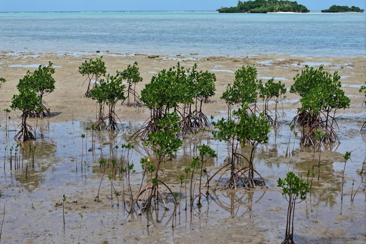 Mangroven op het eiland Vanua Levu, Fiji.