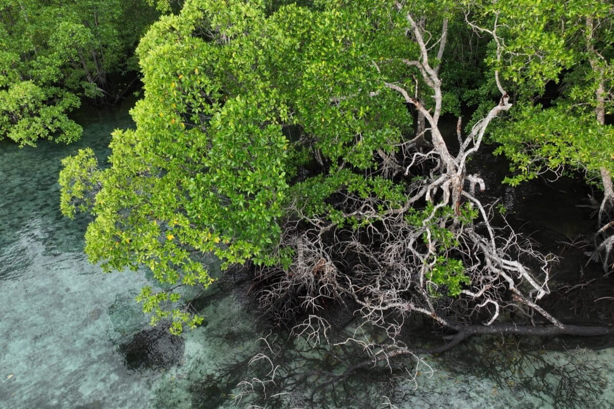 Een mangrove in Raja Ampat, Indonesië.