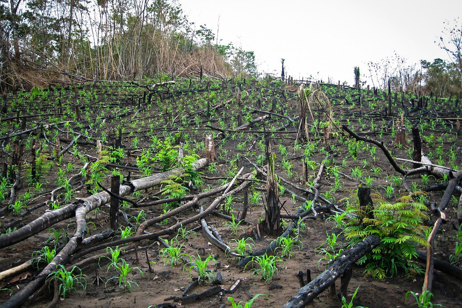Ontgonnen land, onlangs opnieuw beplant in Brazilië, 2006.