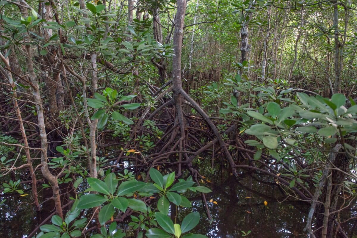 Een mangrove in Zanzibar, Tanzania.