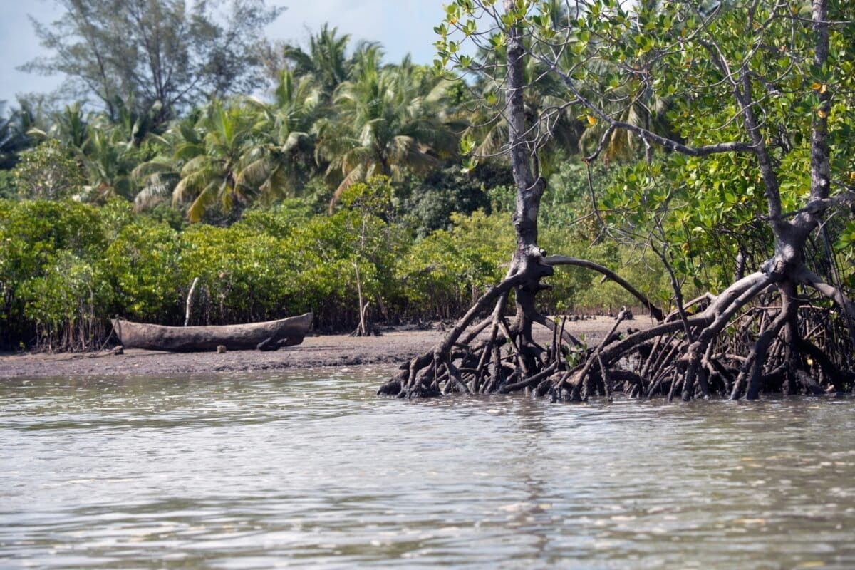 Een mangrove in Kenia.