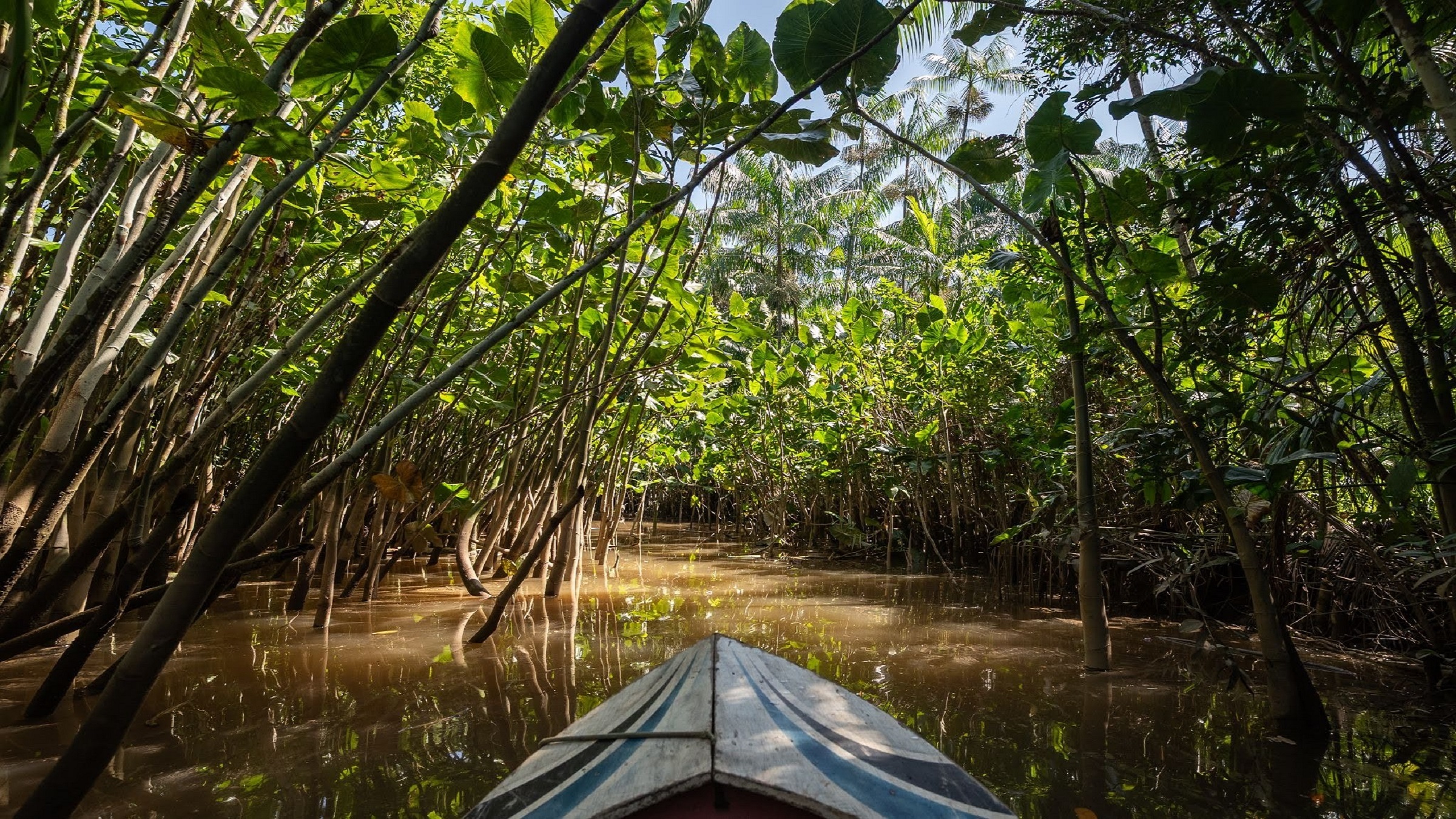 Een Amazon-stream. Het dichte bladerdak van de uiterwaarden nabij rivieren en beken zorgt voor natuurlijke irrigatie en bescherming voor cacaobomen tegen extreme droogtes, zware regenval en ongedierte. Afbeelding door Cícero Pedroso.