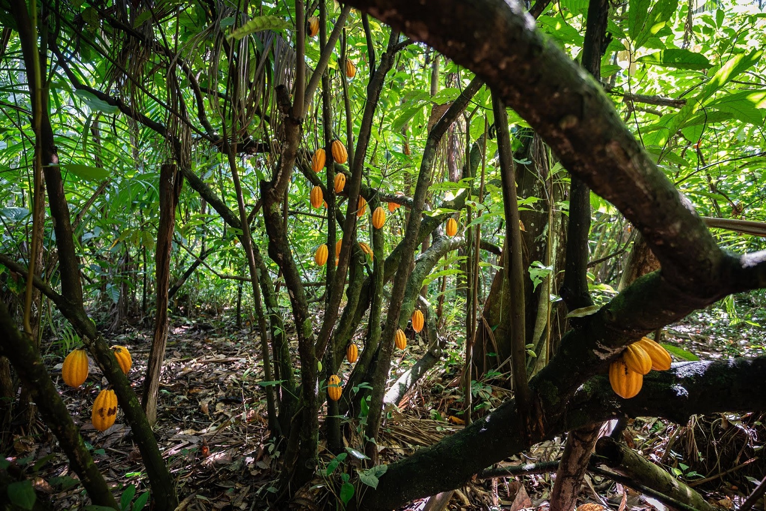Pará en andere Amazonestaten in Brazilië zouden goed gepositioneerd kunnen zijn om de leemten in het aanbod in de groeiende vraag naar duurzame en gezonde chocolade op te vullen. Afbeelding door Cícero Pedroso. 