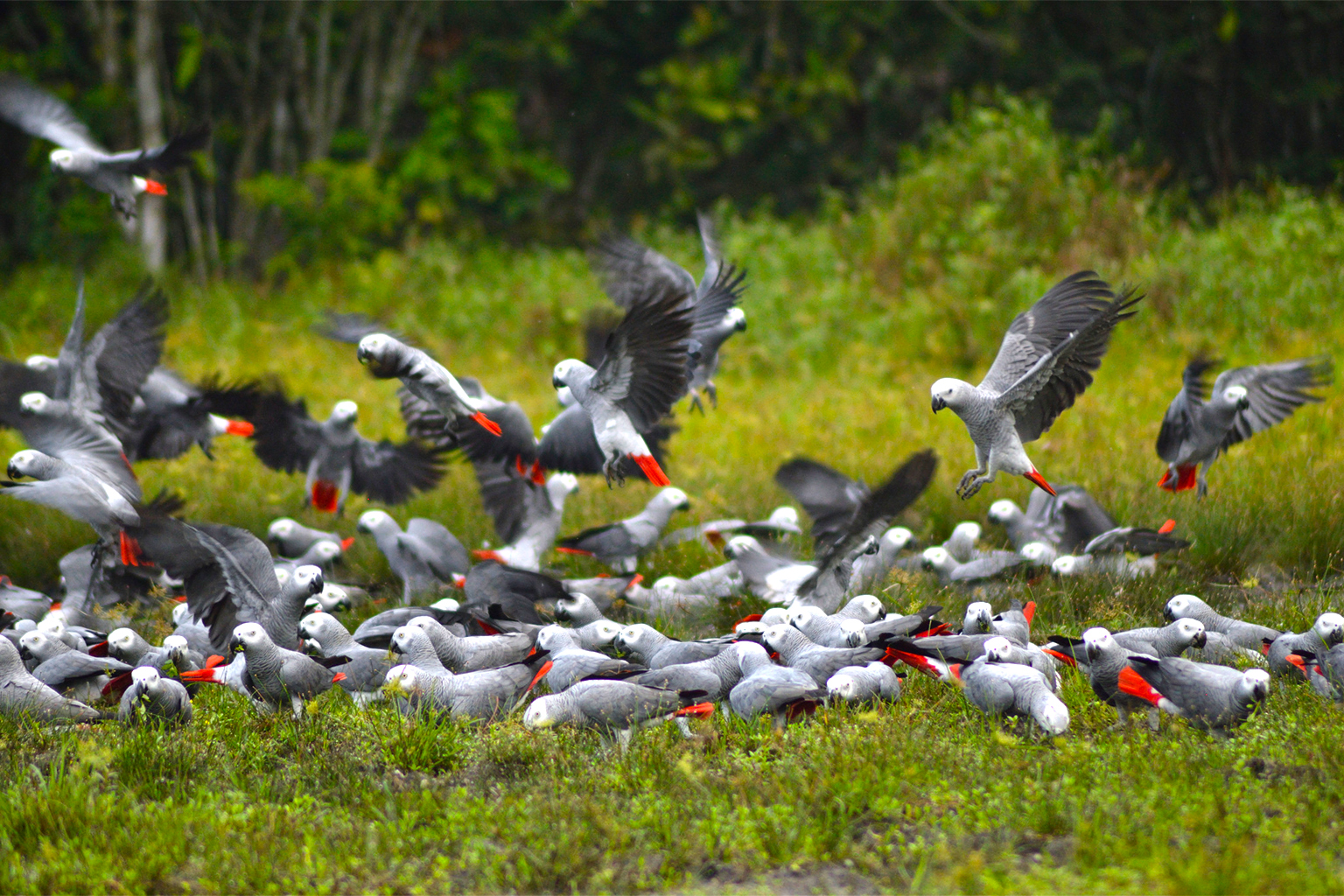 Afrikaanse grijze papegaaien, afkomstig uit West- en Centraal-Afrika, nestelen zich in grote groepen van duizenden vogels. 