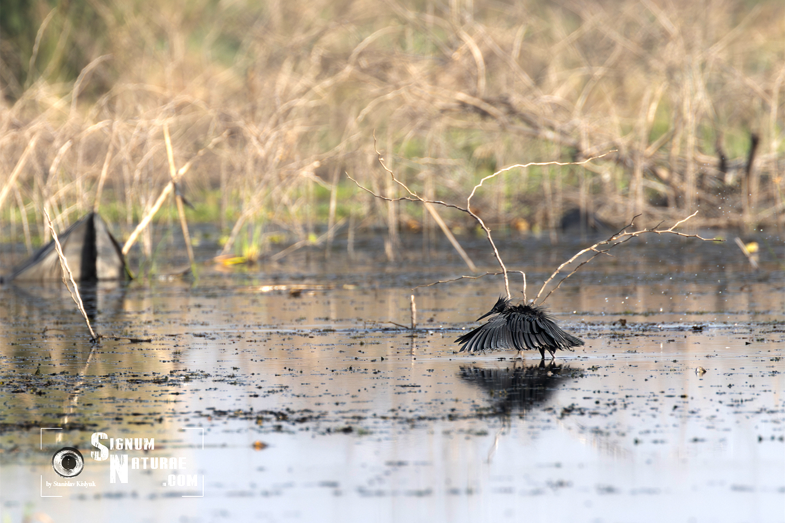 Een zwarte reiger (Egretta ardesiaca): Elephant Marsh biedt leefgebied voor meer dan 100 soorten watervogels. Afbeelding door Stanislav Kislyuk via iNaturalist (CC BY-NC 4.0)