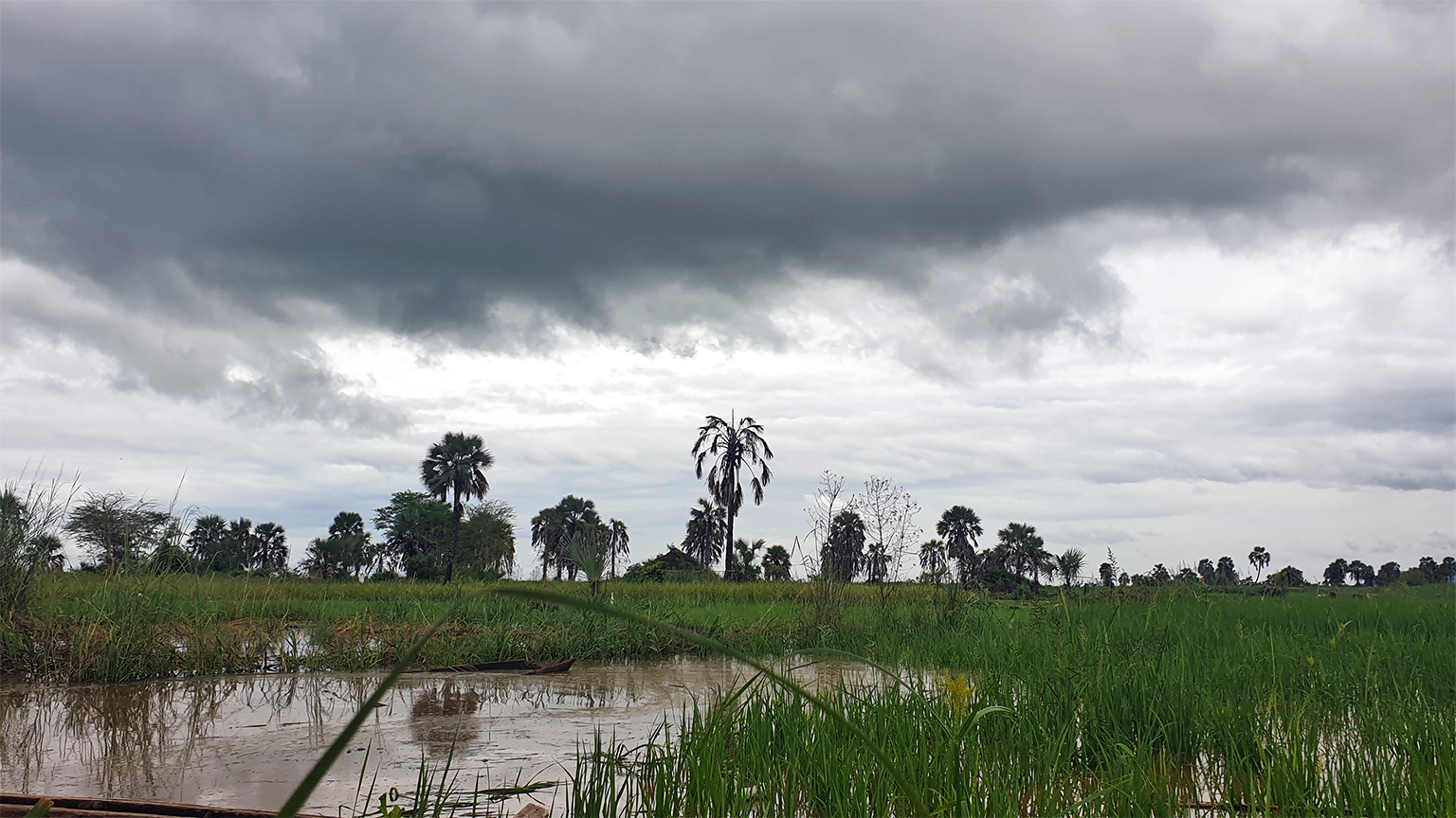 Naast de visserij biedt Elephant Marsh landbouwonderhoud aan duizenden gezinnen waar ze gewassen zoals rijst produceren. Afbeelding door Charles Mpaka voor Mongabay.