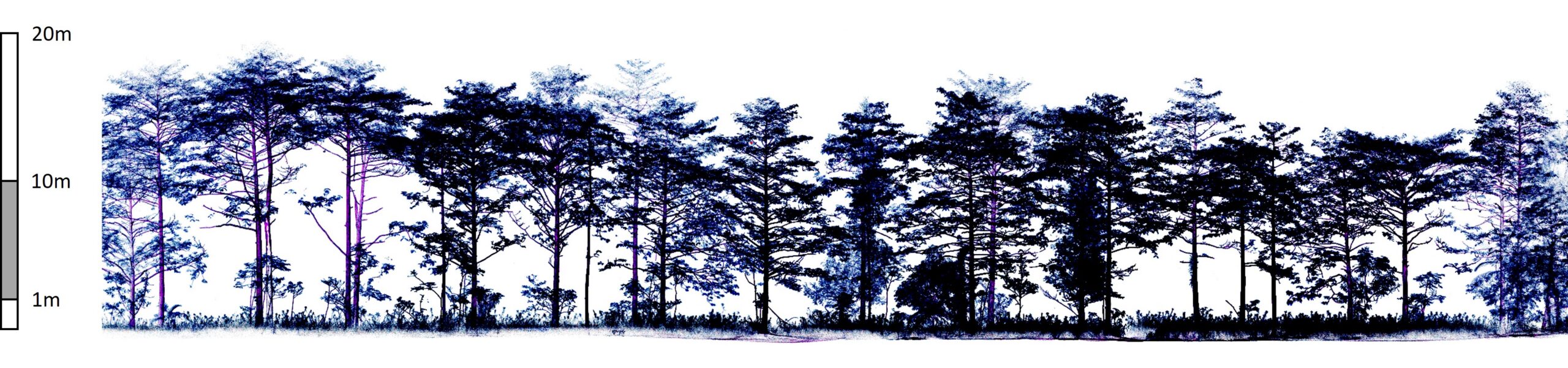 Onderzoekers gebruikten laserscanning vanaf de grond om de structuur vast te leggen van drie herstelde tropische regenwoudgebieden in de natte tropen van Australië. Deze afbeelding is een dwarsdoorsnede van een perceel dat in november 1993 is geplant, met scans gemaakt gedurende twee dagen in oktober 2021. Afbeelding met dank aan ArborMeta.