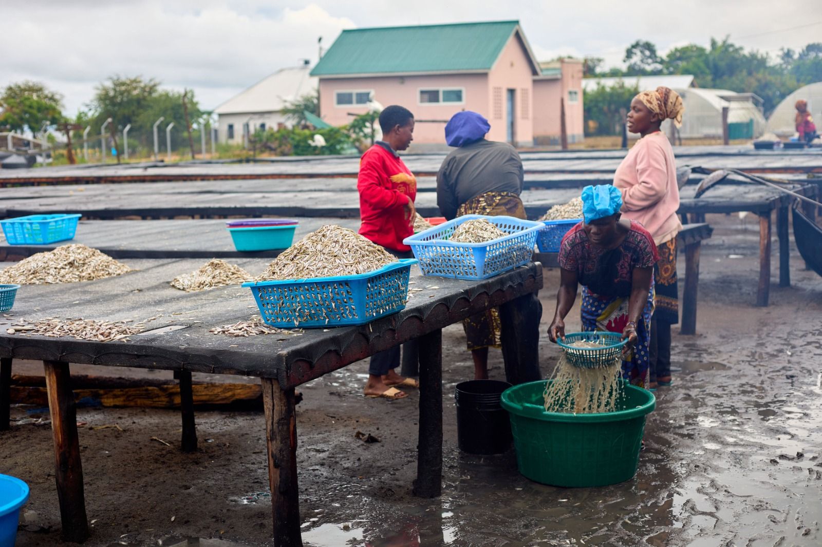 Visverwerking en -handel voorzien in het levensonderhoud van miljoenen vrouwen in Afrika. Foto met dank aan het African Women Fish Processors and Traders Network (AWFISHNET).