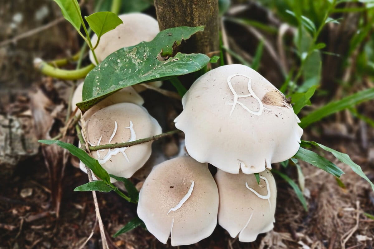 Eetbare wilde paddenstoelen groeien op de boerderij.