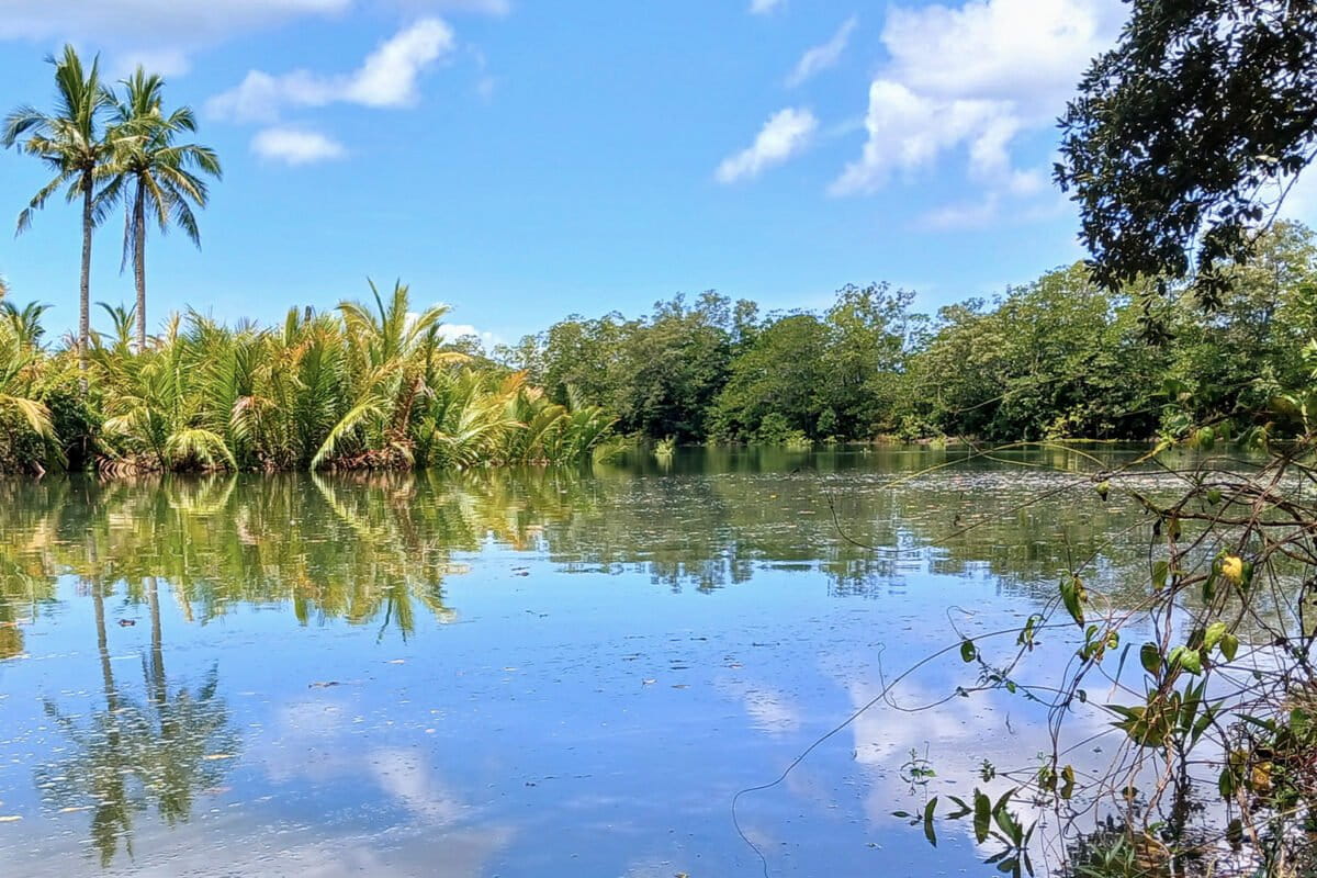 Een poging tot mangroveplantage waar de mangroven niet overleefden.