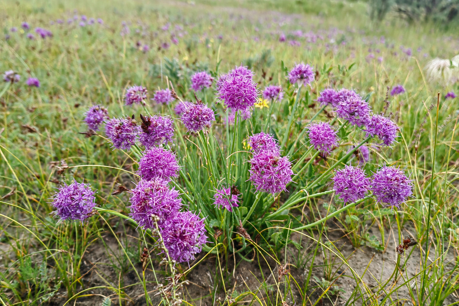 Een jimbu (Allium przewalskianum) op het Tibetaanse plateau. 