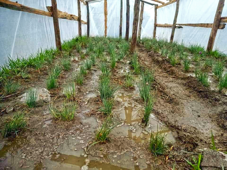Spruiten van jimbu gekweekt in Phu voordat ze worden gedroogd, schoongemaakt, verpakt en verkocht.
