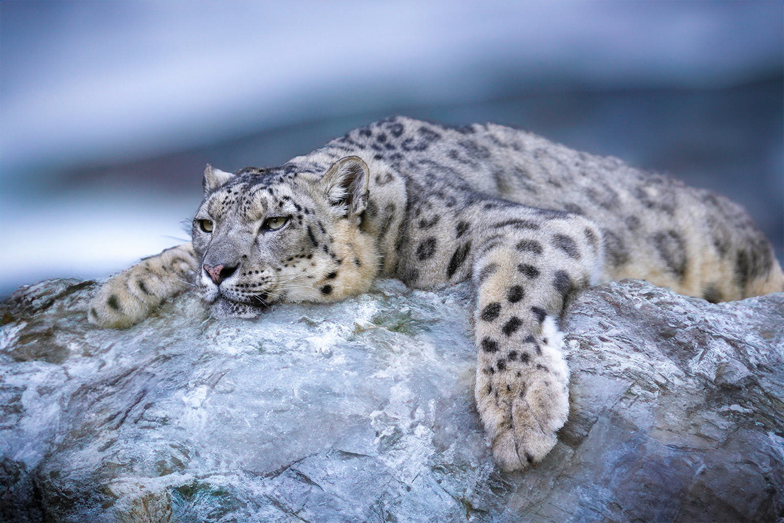 Sneeuwluipaarden staan ​​momenteel vermeld als bedreigd op de Rode Lijst van de IUCN. Afbeelding door Rapha Wilde via Unsplash.