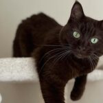 My-name-is-Kitsa-and-Im-pretty-much-in-charge-around-here