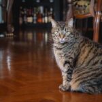 Brown Short Hair Tabby Cat Indoor At Home