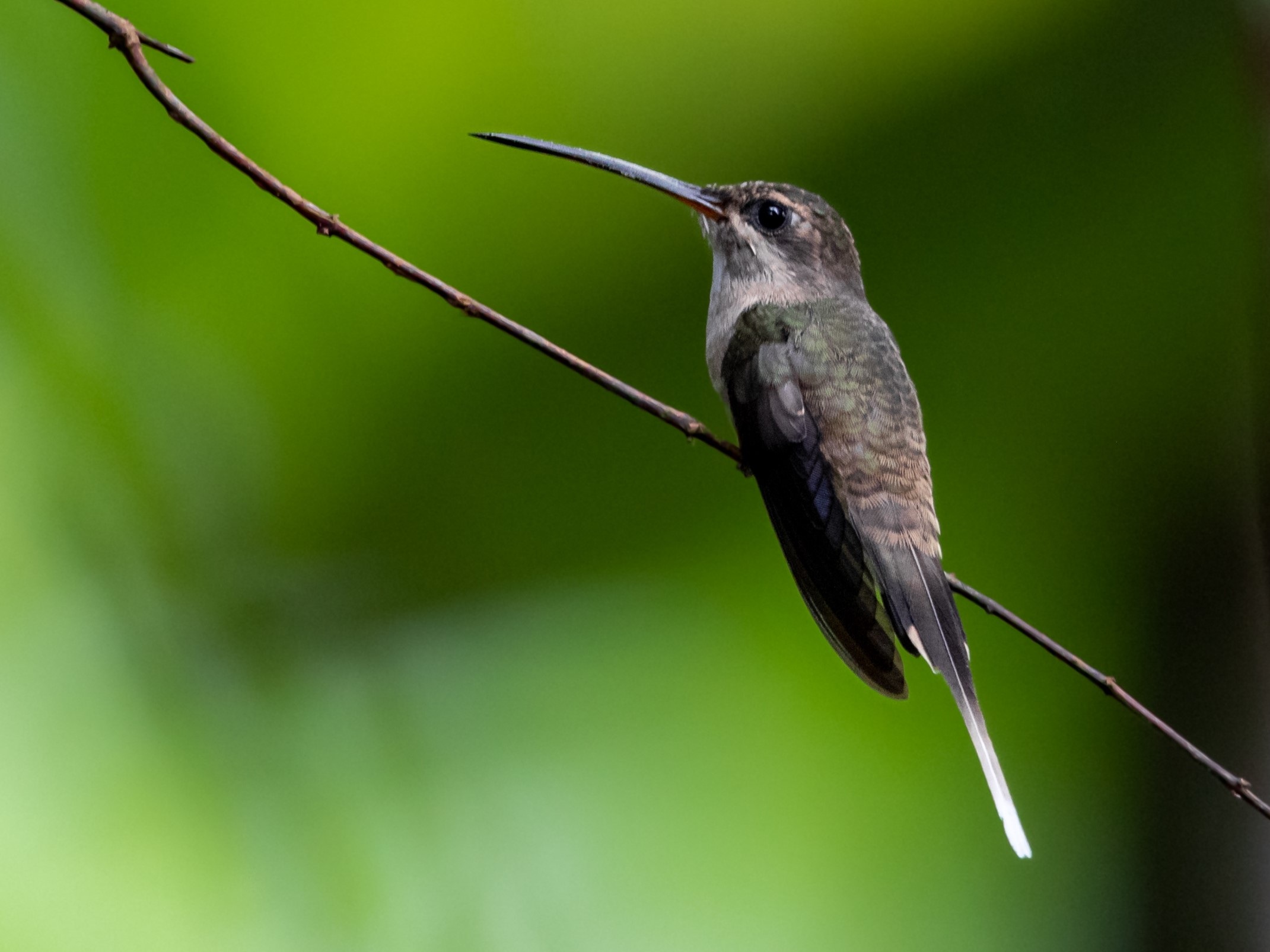 Het onderzoek wees op een afname van het aantal gespecialiseerde vogels, vogels die zich voeden met een specifieke plant, zoals de langstaartkluizenaar (Phaethornis superciliosus). Afbeelding door Hector Bottai via Wikimedia Commons (CC BY-SA 4.0).