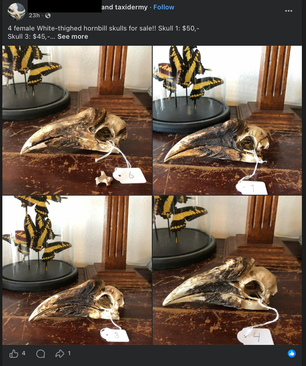 Hoofden van Afrikaanse neushoornvogels, zoals deze van vermeende witdijneushoornvogels, worden in de VS geïmporteerd en als decoratie op Facebook verkocht. Hun handel wordt gereguleerd door CITES en vereist import- en exportvergunningen. De informatie van de verkoper is geredigeerd door Mongabay.