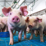 Denemarken neemt het welzijn van varkens eindelijk serieus, na jaren van pleitbezorging